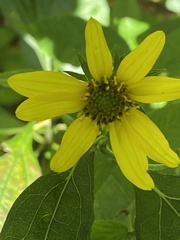 Helianthus decapetalus
