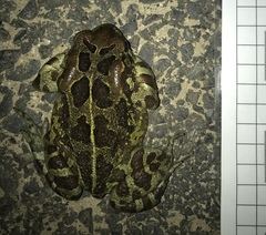 Sclerophrys pantherina