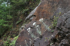 Anaphalis morrisonicola