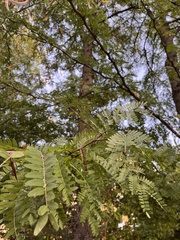 Gleditsia