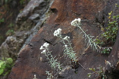 Anaphalis morrisonicola