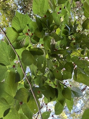 Celtis tenuifolia