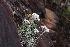 Anaphalis morrisonicola