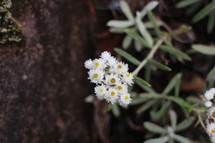 Anaphalis morrisonicola