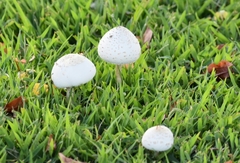 Macrolepiota dolichaula