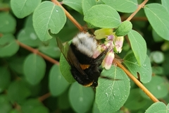 Bombus