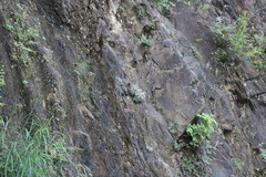 Anaphalis morrisonicola