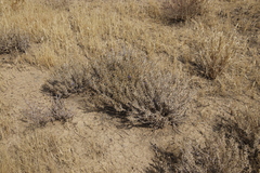Aptosimum spinescens image
