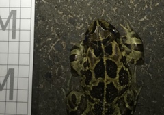 Sclerophrys pantherina