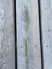 Beckmannia syzigachne