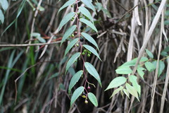Gaultheria leucocarpa