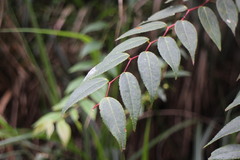 Gaultheria leucocarpa