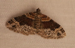 Xanthorhoe ferrugata