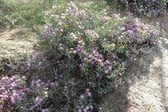 Ruschieae