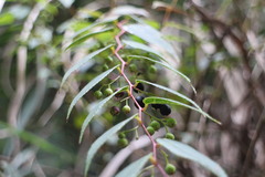 Gaultheria leucocarpa