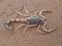 Androctonus amoreuxi