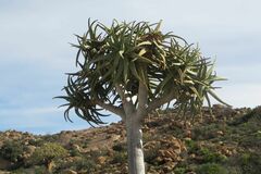 Aloidendron dichotomum