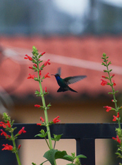 Cynanthus latirostris