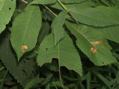 Cameraria caryaefoliella
