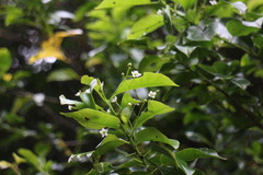 Ilex pedunculosa