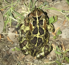 Sclerophrys pantherina