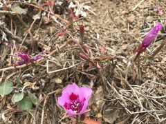 Clarkia rubicunda