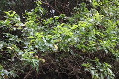 Ilex pedunculosa