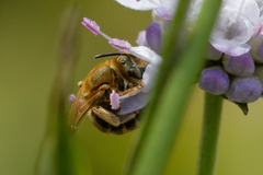 Halictus subauratus