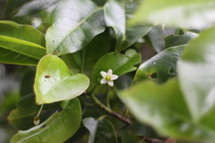Ilex pedunculosa