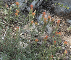Castilleja applegatei pinetorum
