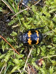 Nicrophorus tomentosus