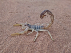 Androctonus amoreuxi