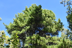 Pinus sibirica