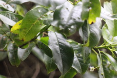 Ilex pedunculosa
