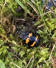 Nicrophorus tomentosus