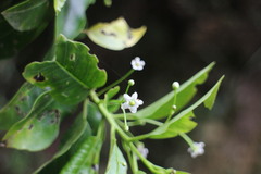 Ilex pedunculosa