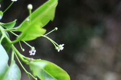 Ilex pedunculosa