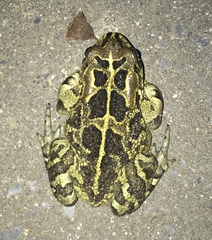 Sclerophrys pantherina