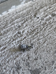 Myllocerus undecimpustulatus