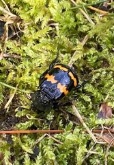 Nicrophorus tomentosus