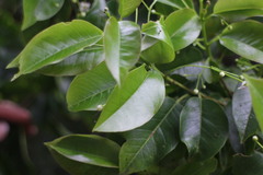 Ilex pedunculosa