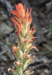 Castilleja applegatei pinetorum
