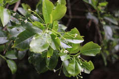 Ilex pedunculosa