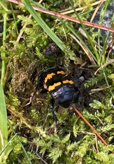 Nicrophorus tomentosus