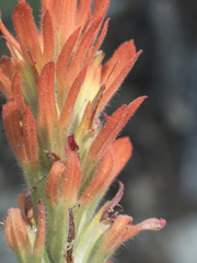 Castilleja applegatei pinetorum