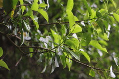 Ilex pedunculosa