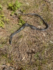 Coluber constrictor constrictor