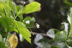 Ilex pedunculosa