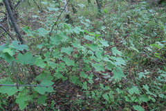 Ribes rubrum