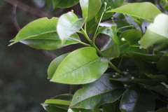 Ilex pedunculosa